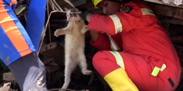 Gato é resgatado e reencontra dona após sobreviver uma semana sem comida em meio a enchentes na Indonésia