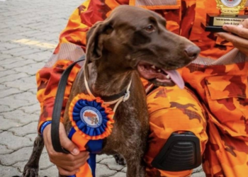Cadela dos Bombeiros morre em deslocamento para operação; saiba o que é torção gástrica