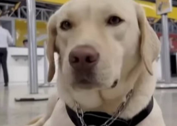 Justiça condena TAP por impedir embarque de cão de assistência criança autista