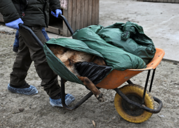 Rússia ataca abrigo de animais na Ucrânia com drones, mata 8 cães e deixa uma mulher ferida; VÍDEO