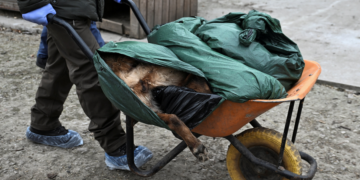 Rússia ataca abrigo de animais na Ucrânia com drones, mata 8 cães e deixa uma mulher ferida; VÍDEO