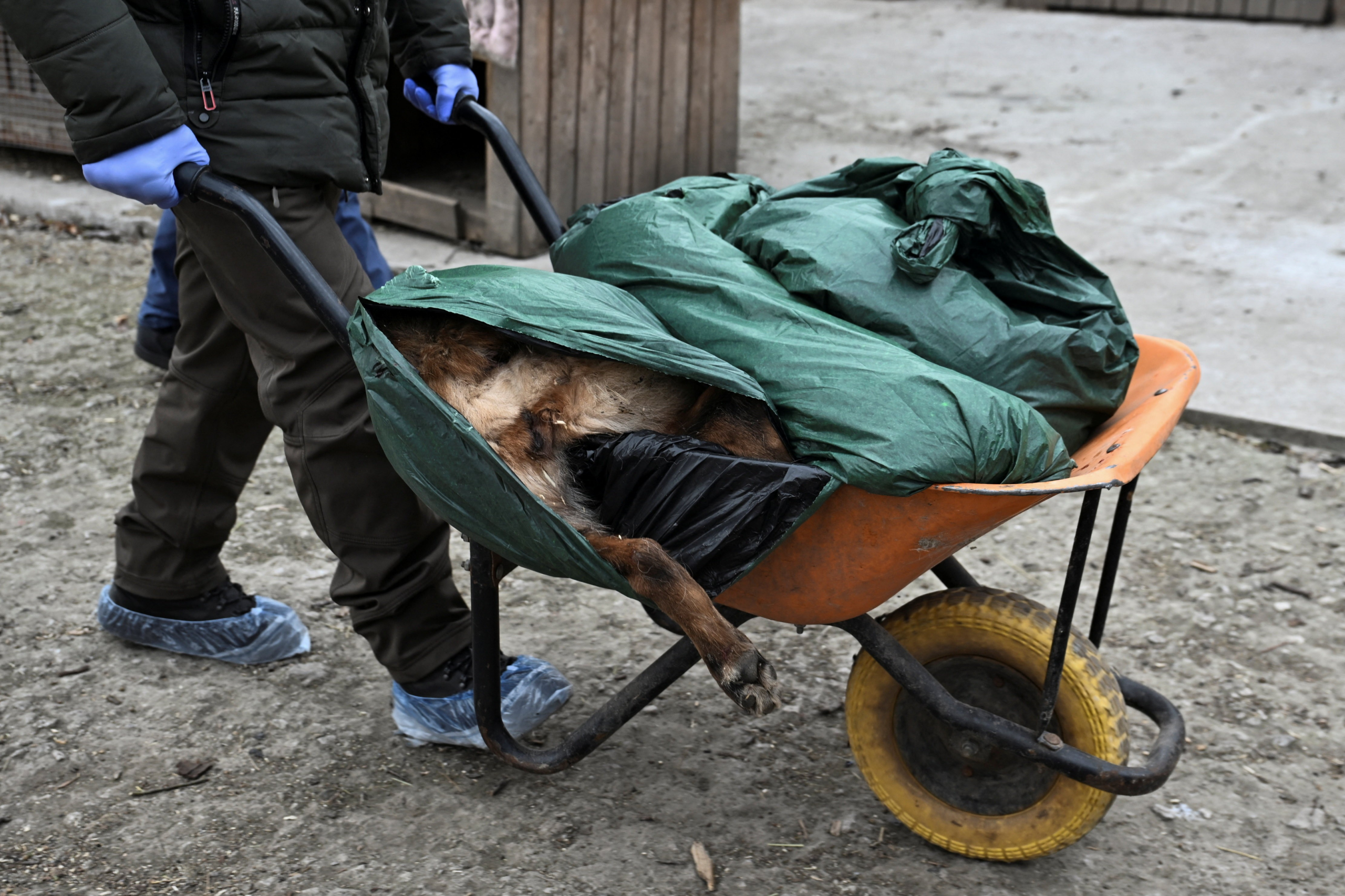 Rússia ataca abrigo de animais na Ucrânia com drones, mata 8 cães e deixa uma mulher ferida; VÍDEO