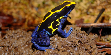 Rã-flecha: conheça a espécie por trás do veneno citado em caso envolvendo opositor russo