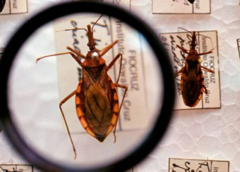 Estudo inédito avança no tratamento da insuficiência cardíaca por doença de Chagas