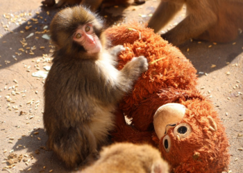 VÍDEO: macaco órfão viraliza ao abraçar pelúcia após morte da mãe e ser rejeitado em zoo