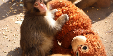 É #FATO: Macaco filhote rejeitado pela mãe 'adota' orangotango de pelúcia em zoológico do Japão; assista