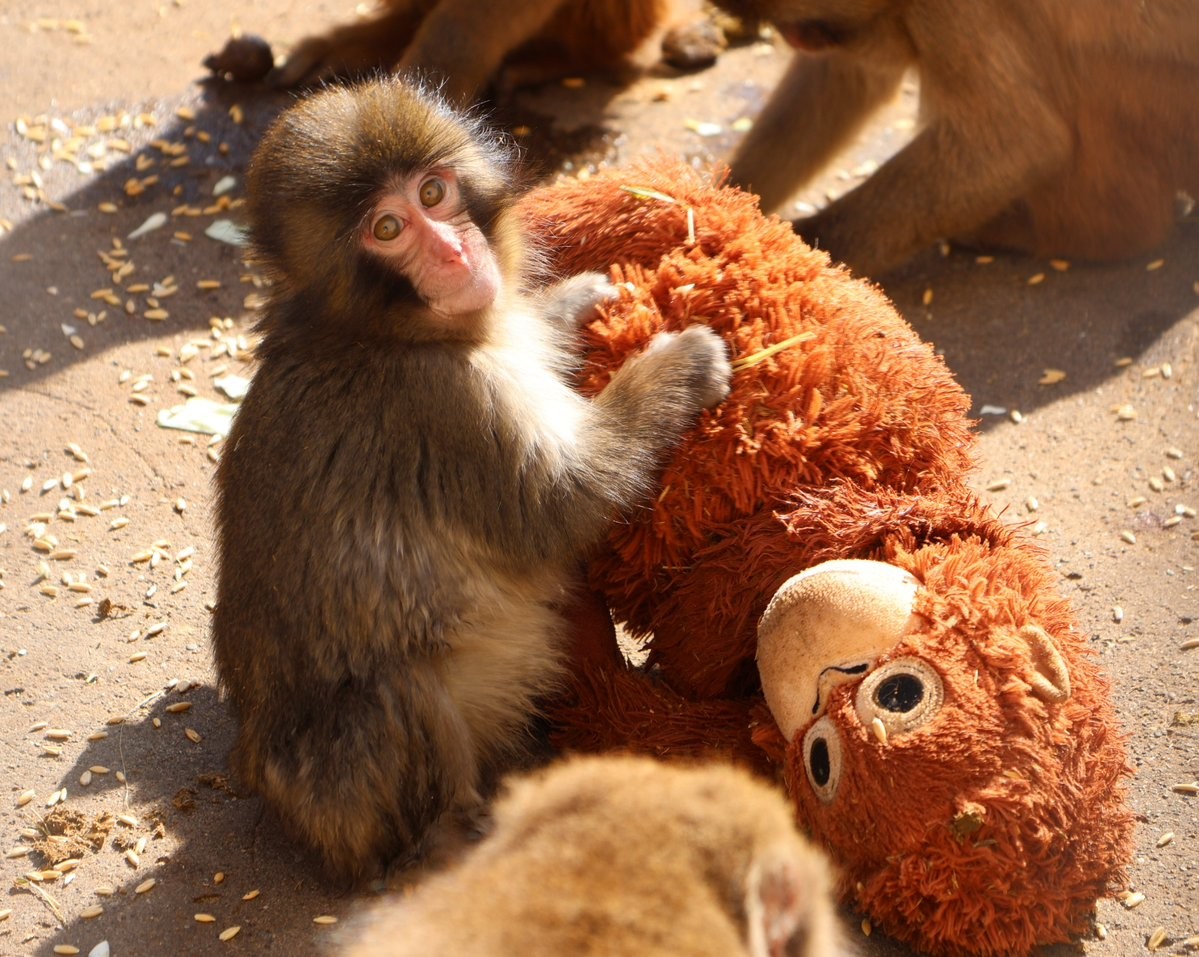 É #FATO: Macaco filhote rejeitado pela mãe 'adota' orangotango de pelúcia em zoológico do Japão; assista