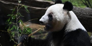 Como a China usa pandas e 'guerra de zona cinzenta' para aumentar pressão sobre o Japão