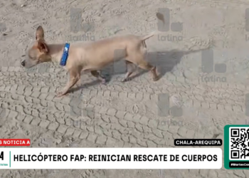 Cachorro sobrevive à queda de helicóptero que matou 15 no Peru e fica ao lado do corpo do dono