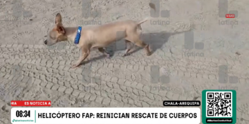 Cachorro sobrevive à queda de helicóptero que matou 15 no Peru e fica ao lado do corpo do dono