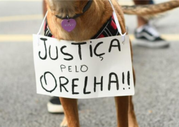 O que explica a comoção nacional pelo cão Orelha?