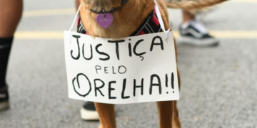 O que explica a comoção nacional pelo cão Orelha?