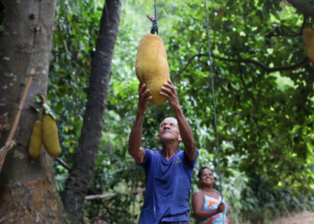 O lado amargo da jaqueira: árvore invasora empobrece chão da mata atlântica e afeta sapos