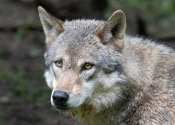 Após pressão de fazendeiros, Alemanha libera caça a lobos