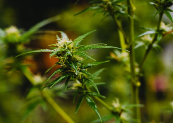 Maconha medicinal em xeque: novo estudo não encontra benefícios para saúde mental