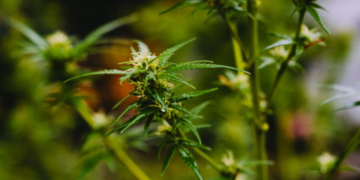 Maconha medicinal em xeque: novo estudo não encontra benefícios para saúde mental