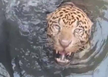 Onça-pintada é resgatada em canal de usina hidrelétrica de Mato Grosso