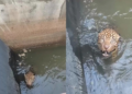 Onça-pintada é resgatada após cair em canal de usina em Juscimeira