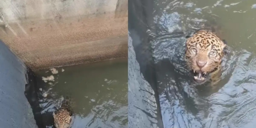 Onça-pintada é resgatada após cair em canal de usina em Juscimeira