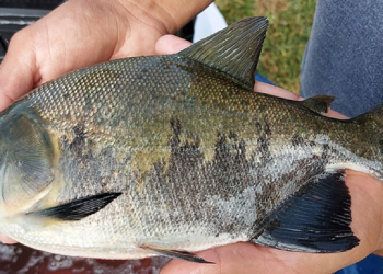 Estudo detecta bactéria Salmonella em 88% das pisciculturas de peixes nativos em MT