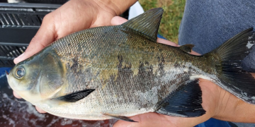 Estudo detecta bactéria Salmonella em 88% das pisciculturas de peixes nativos em MT