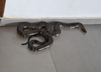 Cobra caninana de 2,5 metros assusta funcionários dentro de secretaria em Cáceres