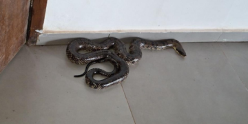 Cobra caninana de 2,5 metros assusta funcionários dentro de secretaria em Cáceres