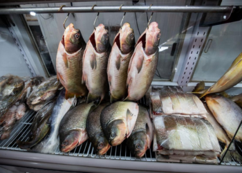 Confira os locais onde comprar peixe barato em Cuiabá