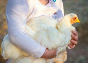 'Eu gostava da minha galinha': francesa mata lince para salvar ave e caso vai parar na Justiça