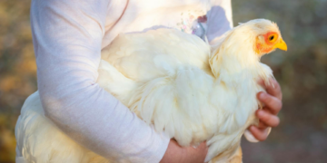 'Eu gostava da minha galinha': francesa mata lince para salvar ave e caso vai parar na Justiça