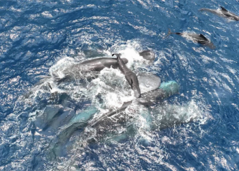 Bando inteiro de baleias colabora para cuidar de bebê após parto