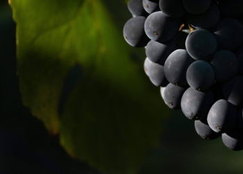 Cultivo de uvas na França tem pelo menos 2.600 anos, sugere análise de DNA