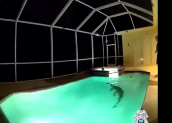 VÍDEO: Com a ajuda de 'caçador de jacarés', polícia resgata animal de piscina nos EUA