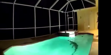 VÍDEO: Com a ajuda de 'caçador de jacarés', polícia resgata animal de piscina nos EUA