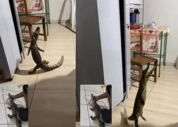 Jacaré é capturado por servidores dentro de unidade básica de saúde em Mato Grosso