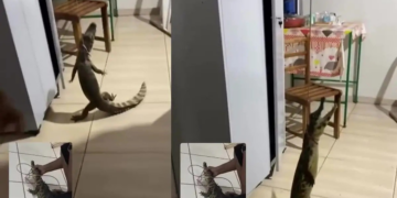 Jacaré é capturado por servidores dentro de unidade básica de saúde em Mato Grosso