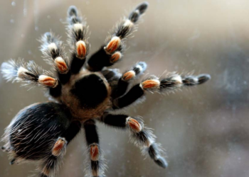 Mulher esquece pacote com 20 tarântulas em trem na Alemanha