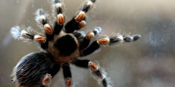 Mulher esquece pacote com 20 tarântulas em trem na Alemanha