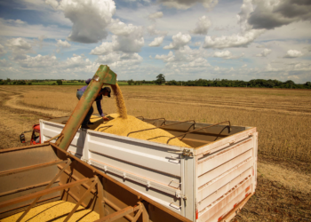 Mesmo com safra recorde, valor da produção agropecuária cai