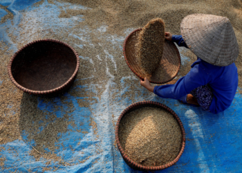 Guerra no Irã e El Niño ameaçam produção mundial de arroz