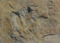 Cientistas encontram pegada gigante de dinossauro carnívoro na Paraíba