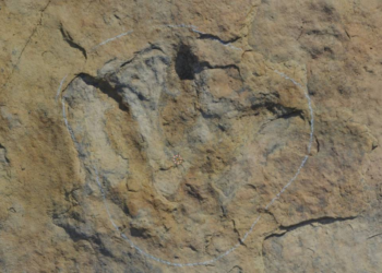 Cientistas encontram pegada gigante de dinossauro carnívoro na Paraíba