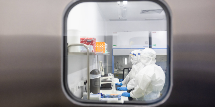 Pasteur quer monitorar ratos em SP em busca de vírus que podem infectar humanos