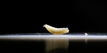Larva que come animais vivos e pode matar vira motivo de alerta após ser encontrada perto dos EUA