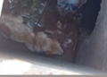 Cachorro é resgatado após cair em bueiro aberto na Fernando Corrêa