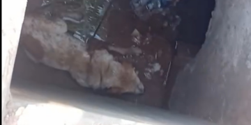 Cachorro é resgatado após cair em bueiro aberto na Fernando Corrêa