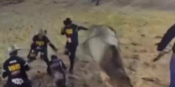 Por centímetros, peão escapa de ser pisoteado por touro durante rodeio; vídeo