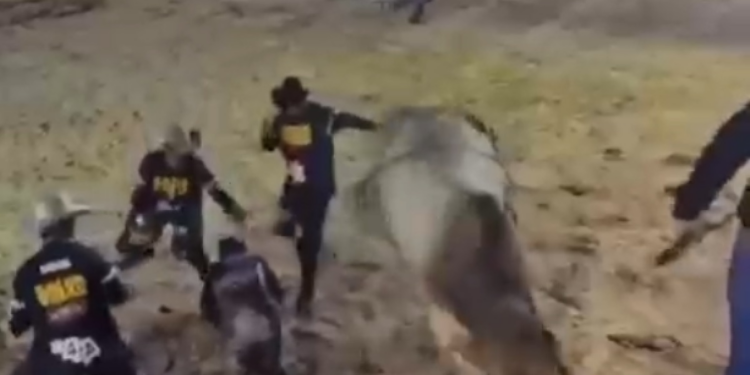 Por centímetros, peão escapa de ser pisoteado por touro durante rodeio; vídeo