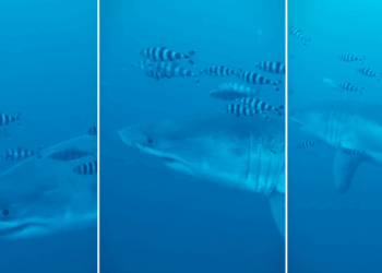 Tubarão-branco é flagrado em imagens subaquáticas durante limpeza no Mediterrâneo