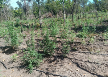 Polícia impede invasão de terra e encontra 5 mil pés de maconha em fazenda em Luciara